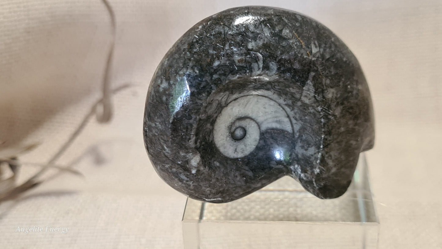 FOSSIL - Goniatite (small)