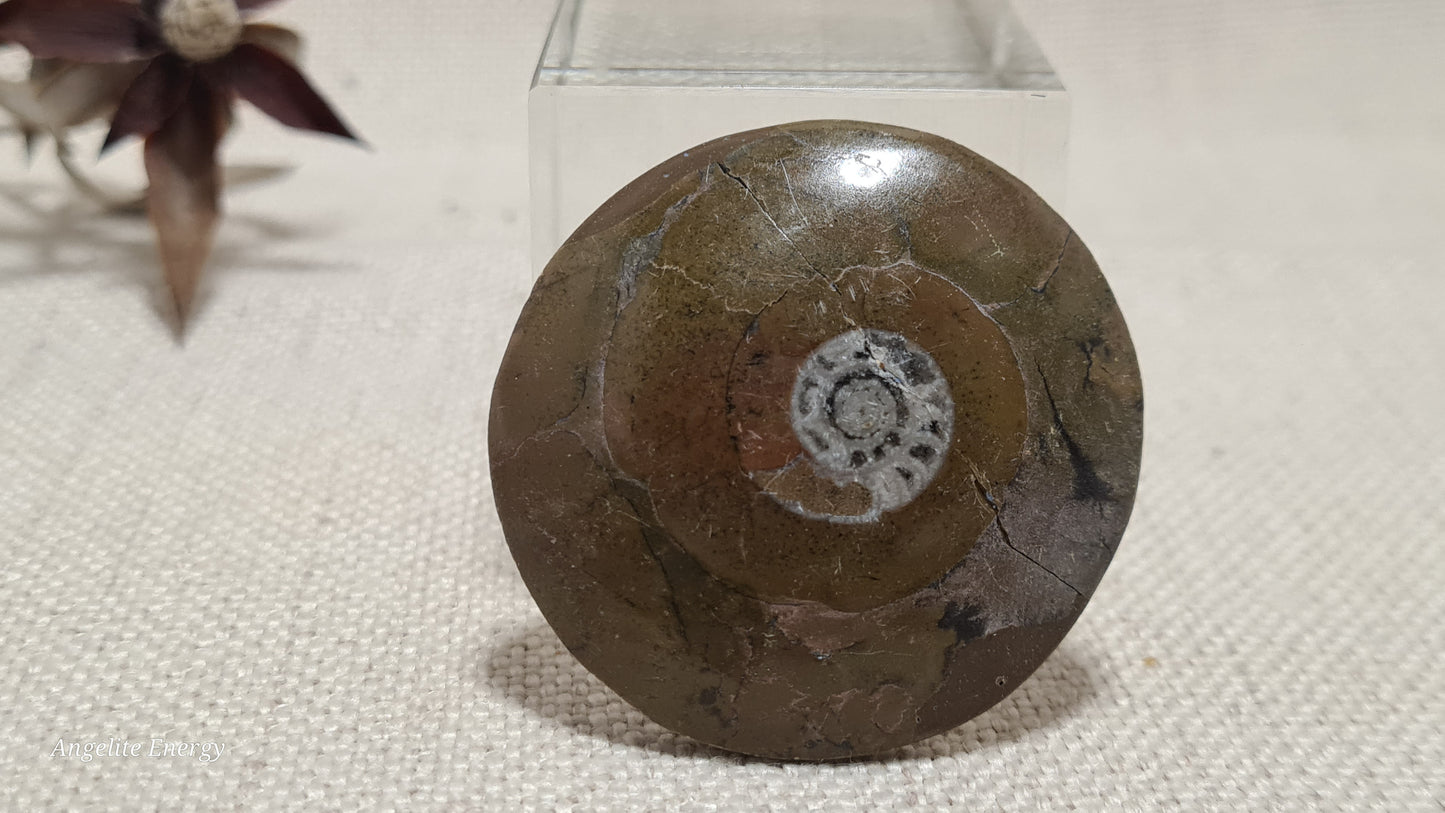 FOSSIL - Ammonite - Disc