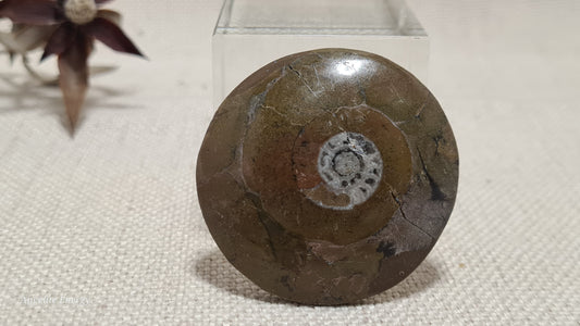 FOSSIL - Ammonite - Disc