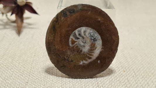 FOSSIL - Ammonite - Disc