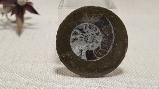 FOSSIL - Ammonite - Disc
