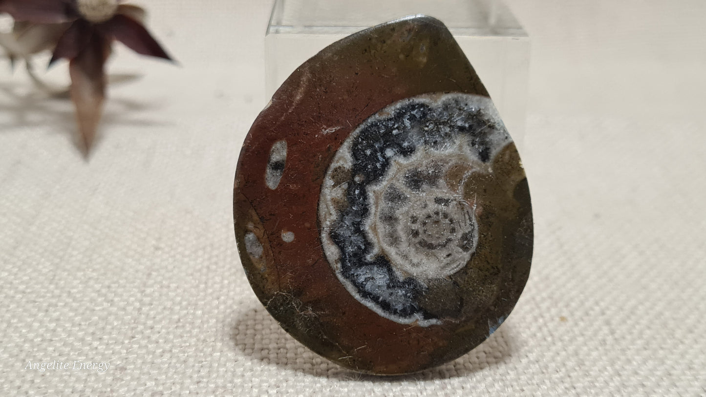 FOSSIL - Ammonite - Disc