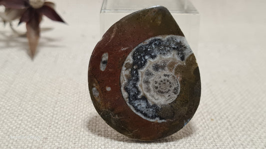 FOSSIL - Ammonite - Disc