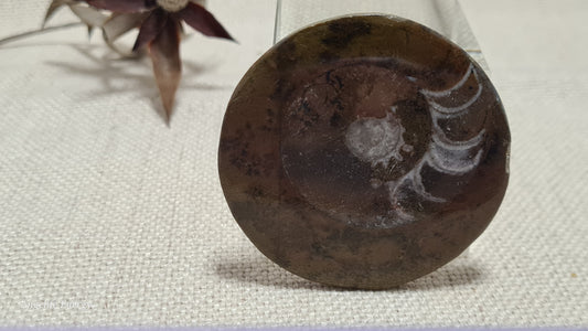 FOSSIL - Ammonite - Disc