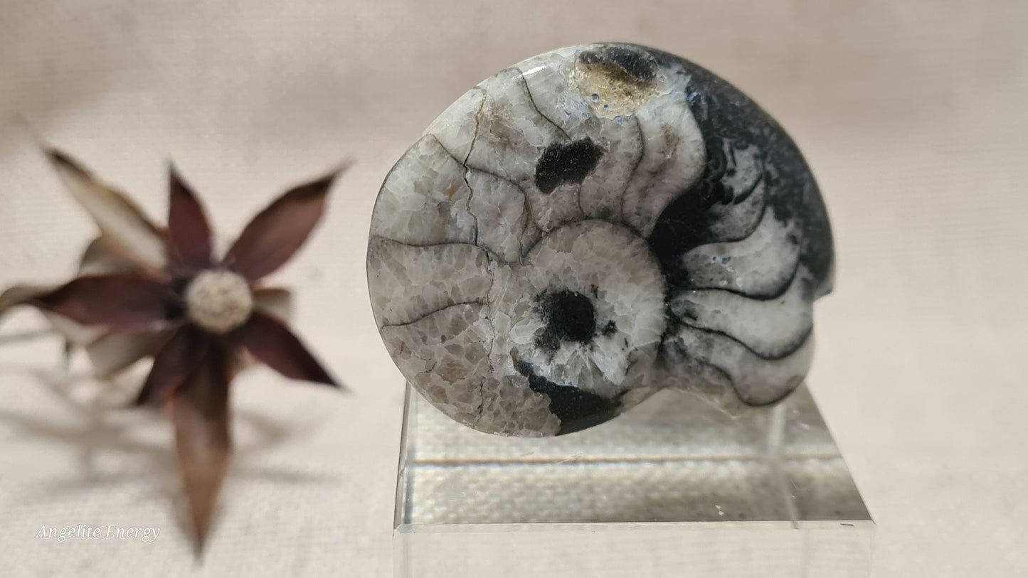 FOSSIL - Goniatite (small)