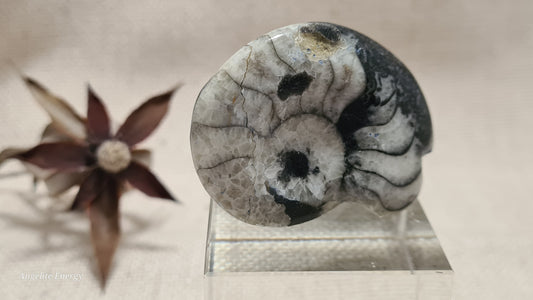FOSSIL - Goniatite (small)
