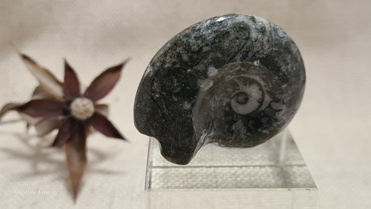 FOSSIL - Goniatite (small)