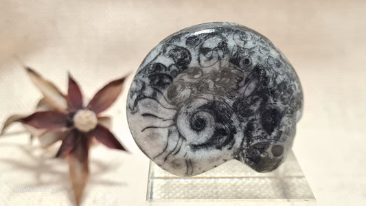 FOSSIL - Goniatite (small)