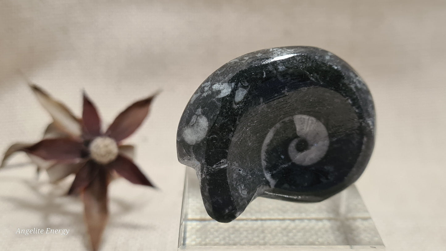 FOSSIL - Goniatite (small)