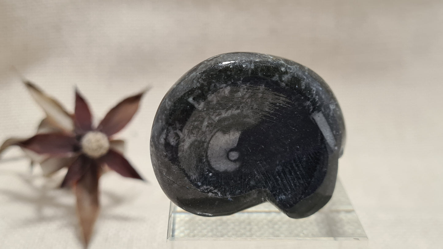 FOSSIL - Goniatite (small)