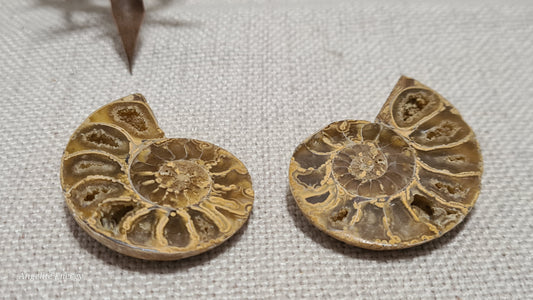 FOSSIL - Ammonite (cut - 2 halves - polished)