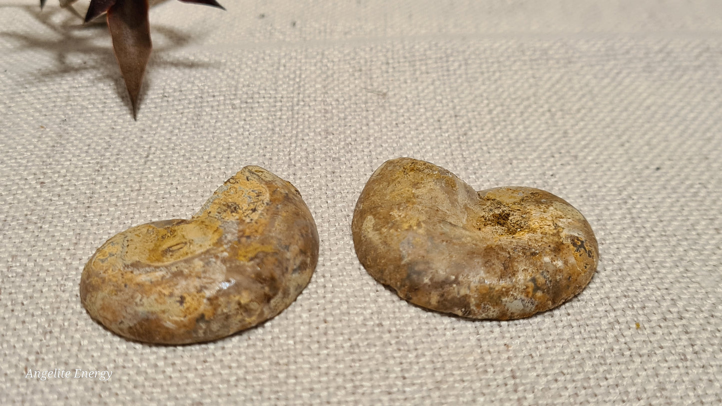 FOSSIL - Ammonite (cut - 2 halves - polished)