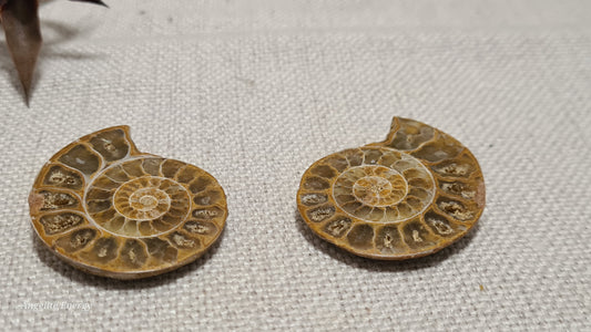 FOSSIL - Ammonite (cut - 2 halves - polished)