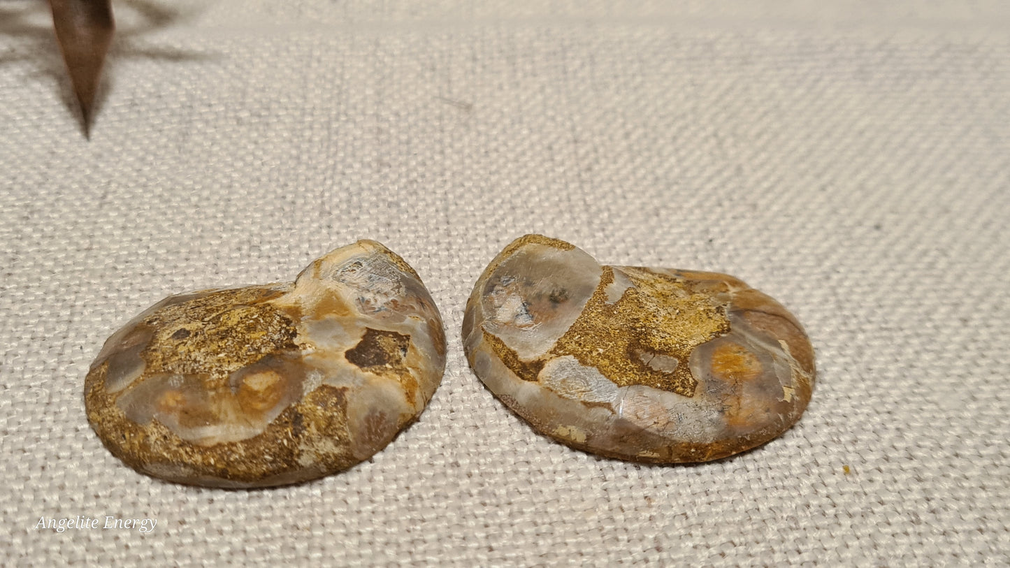 FOSSIL - Ammonite (cut - 2 halves - polished)