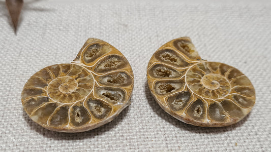 FOSSIL - Ammonite (cut - 2 halves - polished)