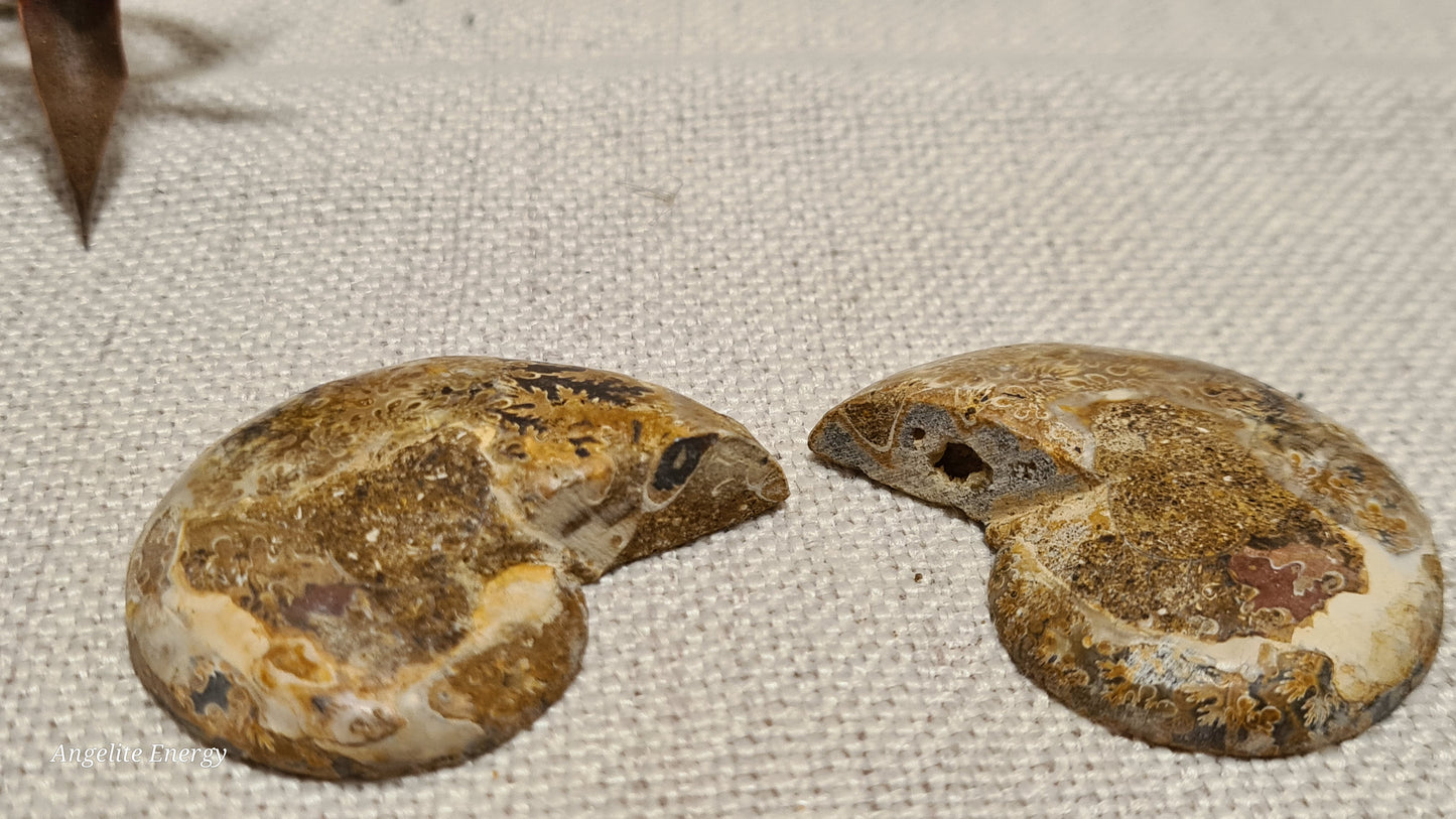 FOSSIL - Ammonite (cut - 2 halves - polished)