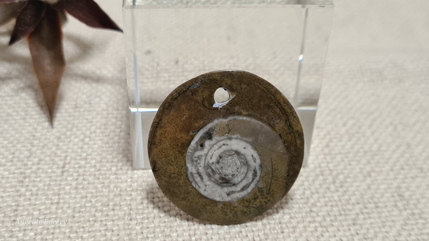 PENDANT - Ammonite Disc