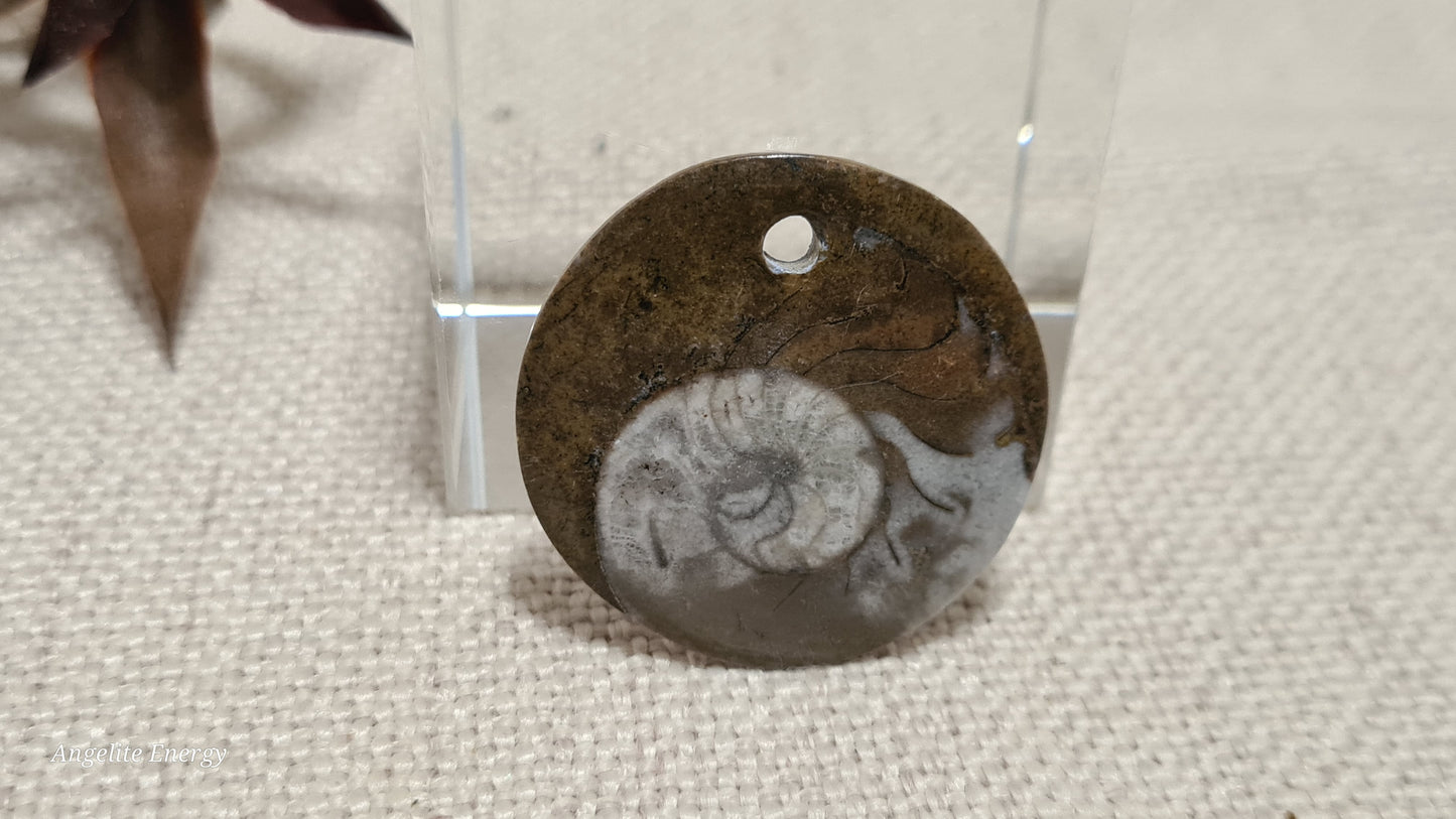 PENDANT - Ammonite Disc
