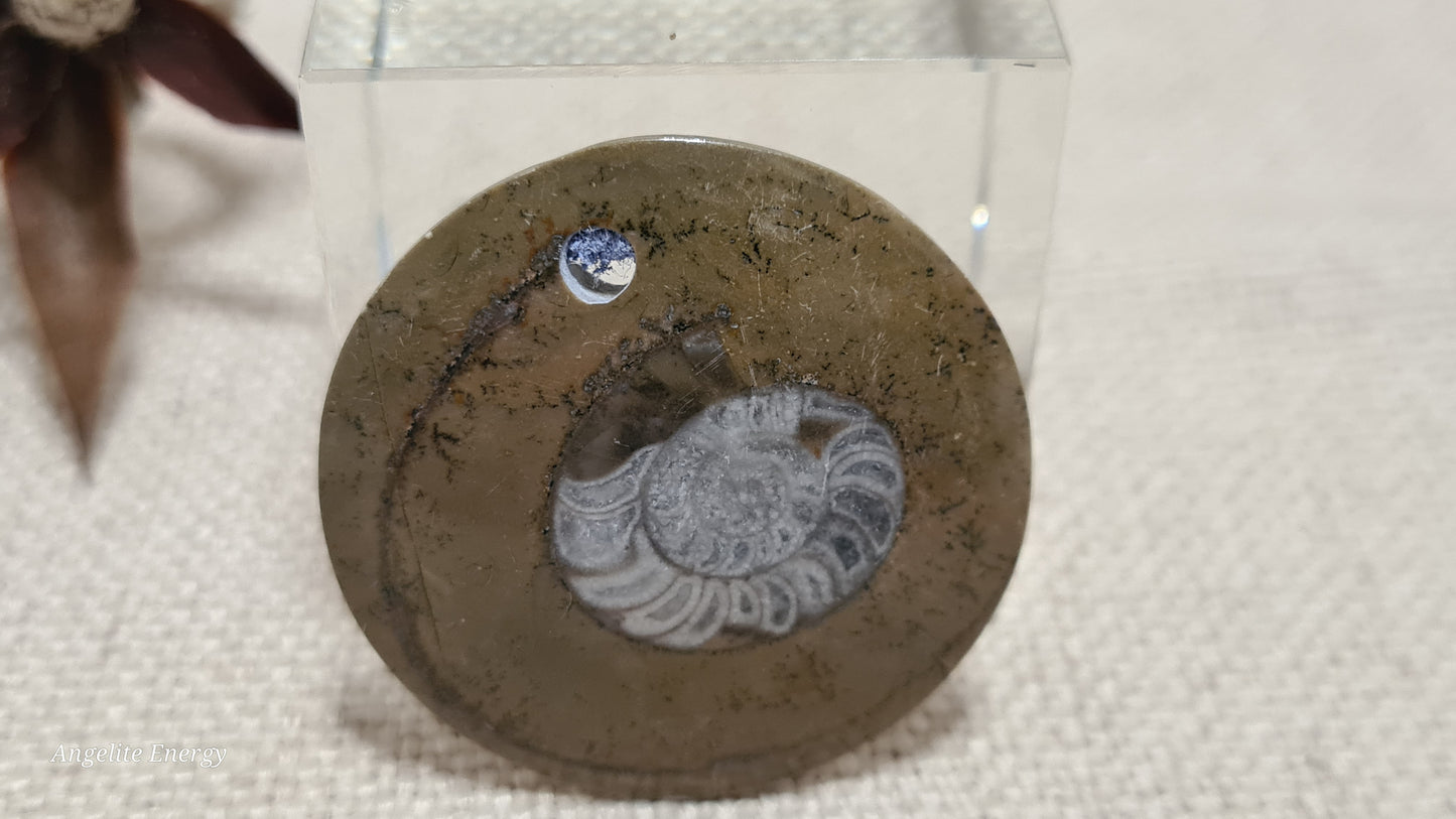 PENDANT - Ammonite Disc