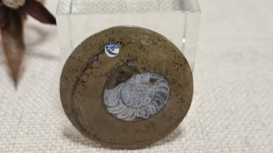 PENDANT - Ammonite Disc