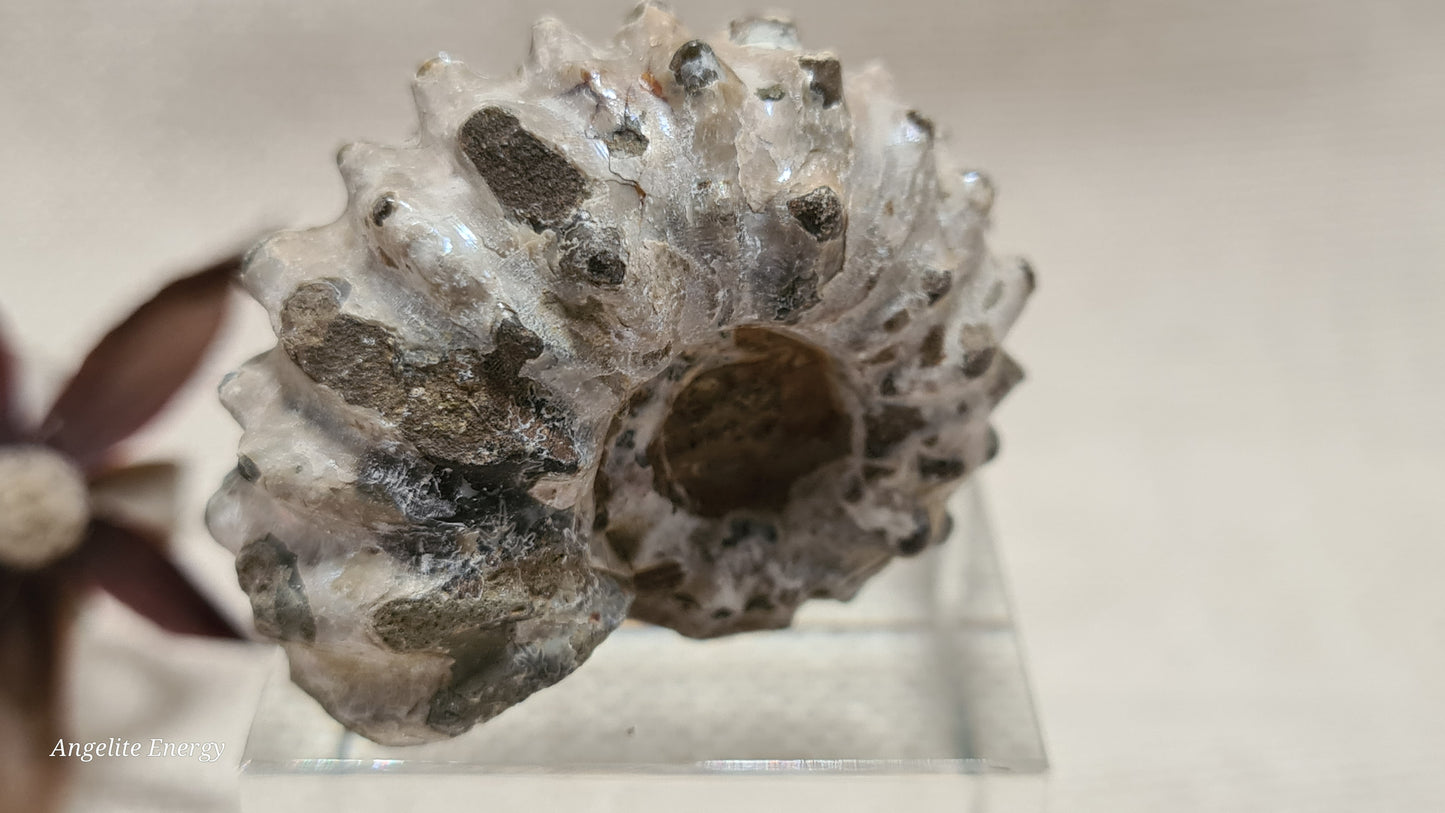 FOSSIL - Ammonite - Raw (sml)