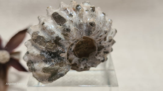 FOSSIL - Ammonite - Raw (sml)