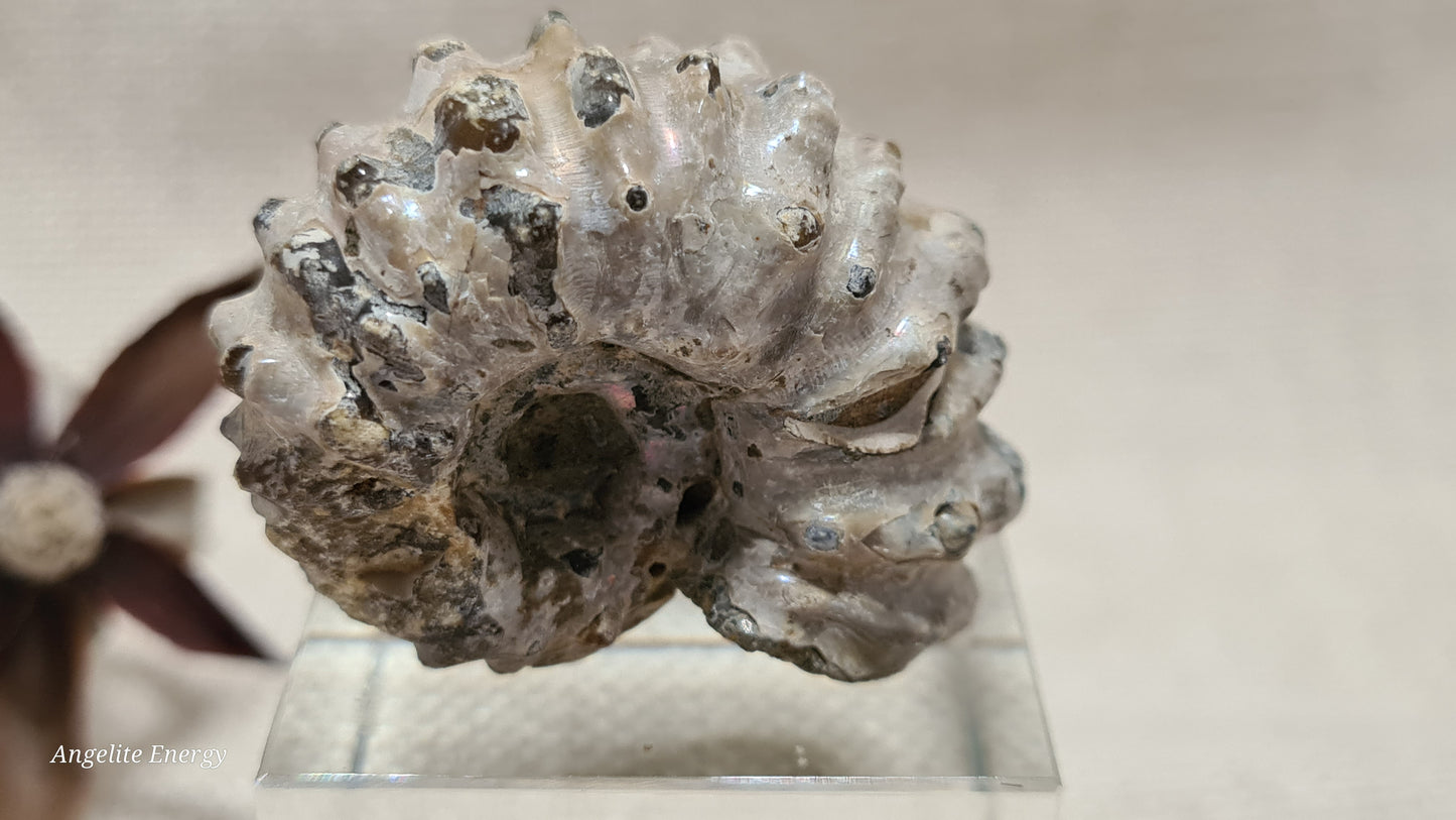 FOSSIL - Ammonite - Raw (sml)