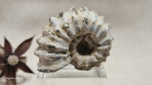 FOSSIL - Ammonite - Raw (sml)