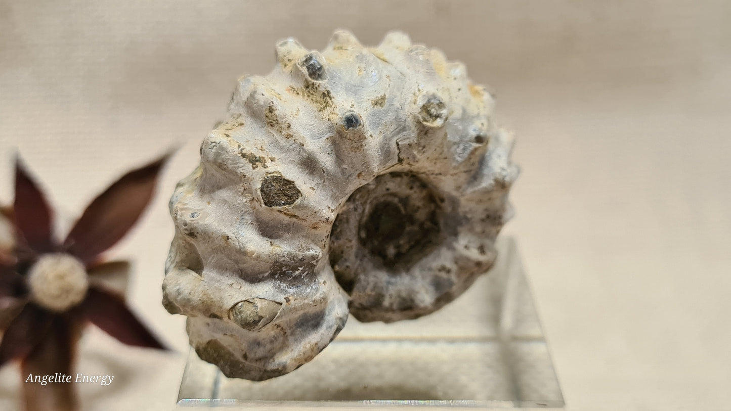 FOSSIL - Ammonite - Raw (sml)