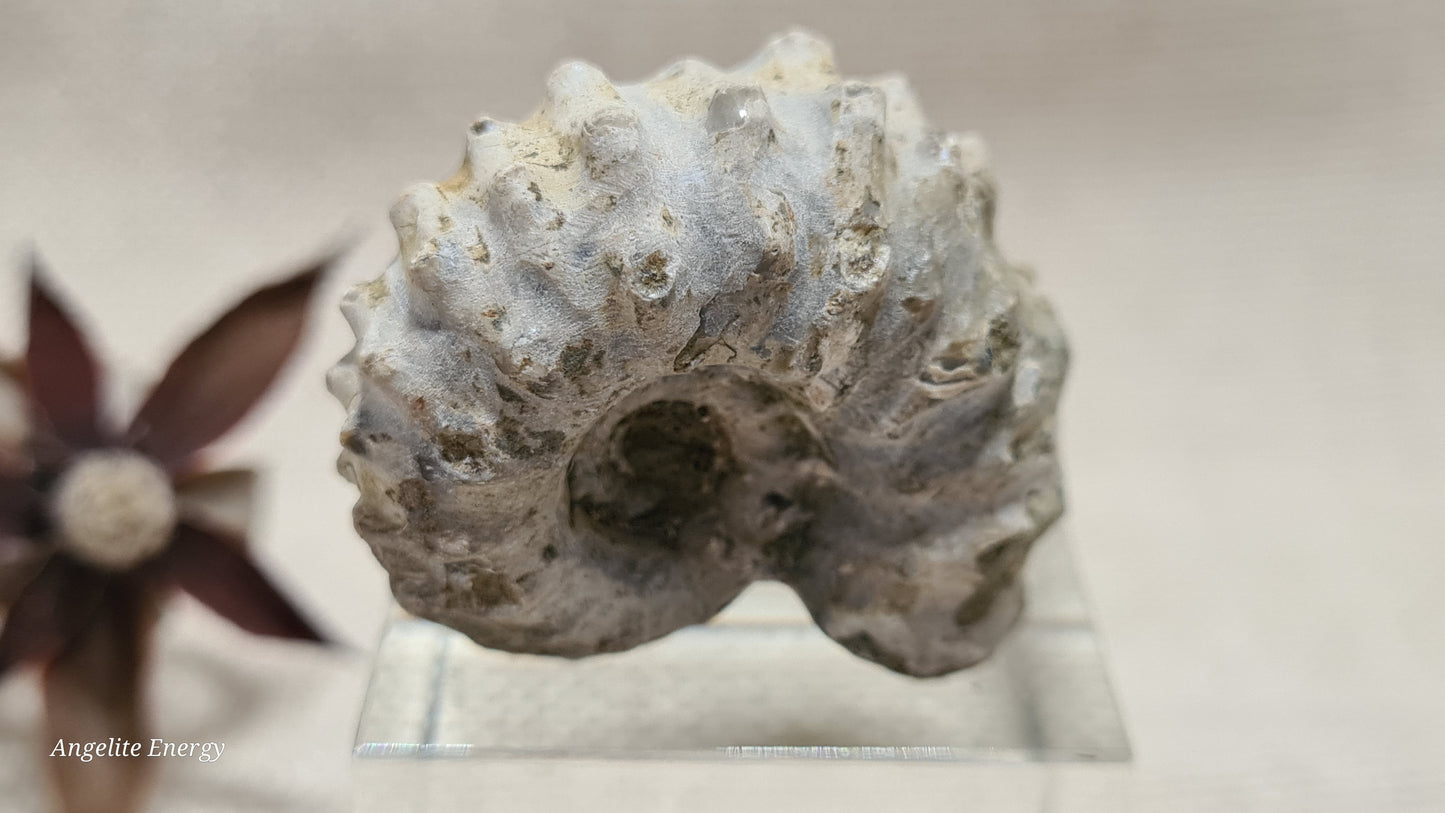 FOSSIL - Ammonite - Raw (sml)