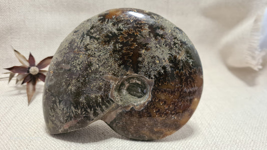 FOSSIL - Ammonite (large)