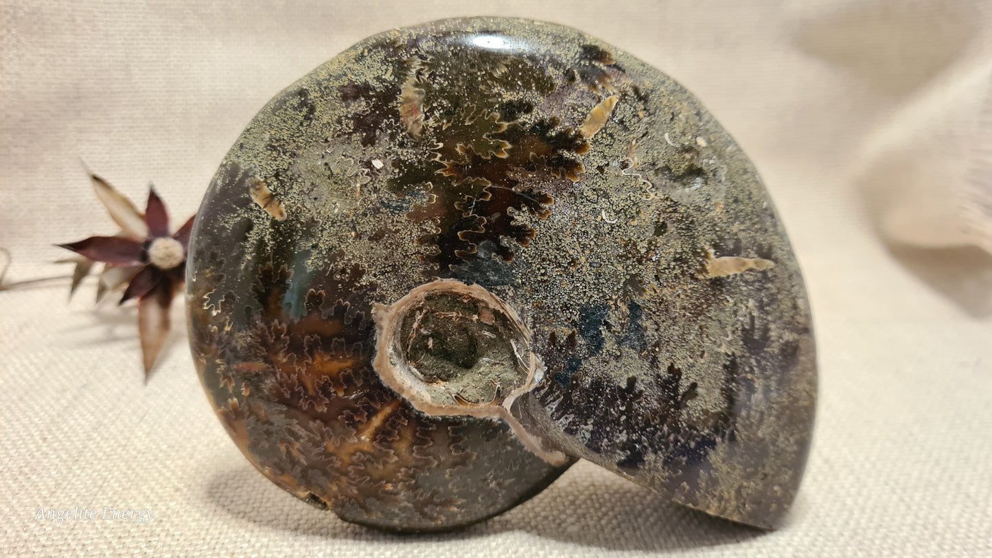 FOSSIL - Ammonite (large)
