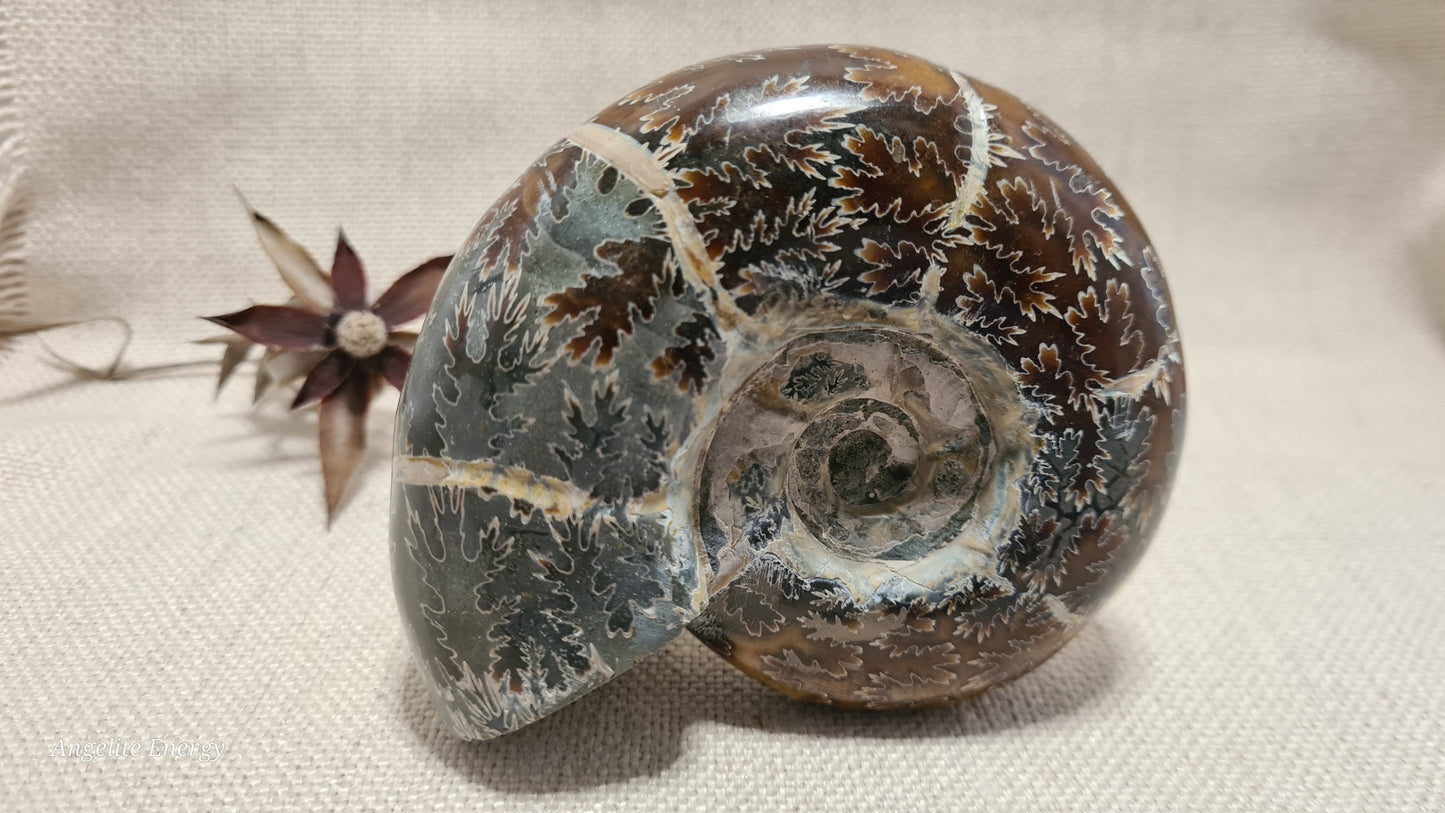 FOSSIL - Ammonite (large)