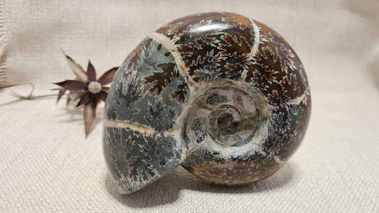 FOSSIL - Ammonite (large)