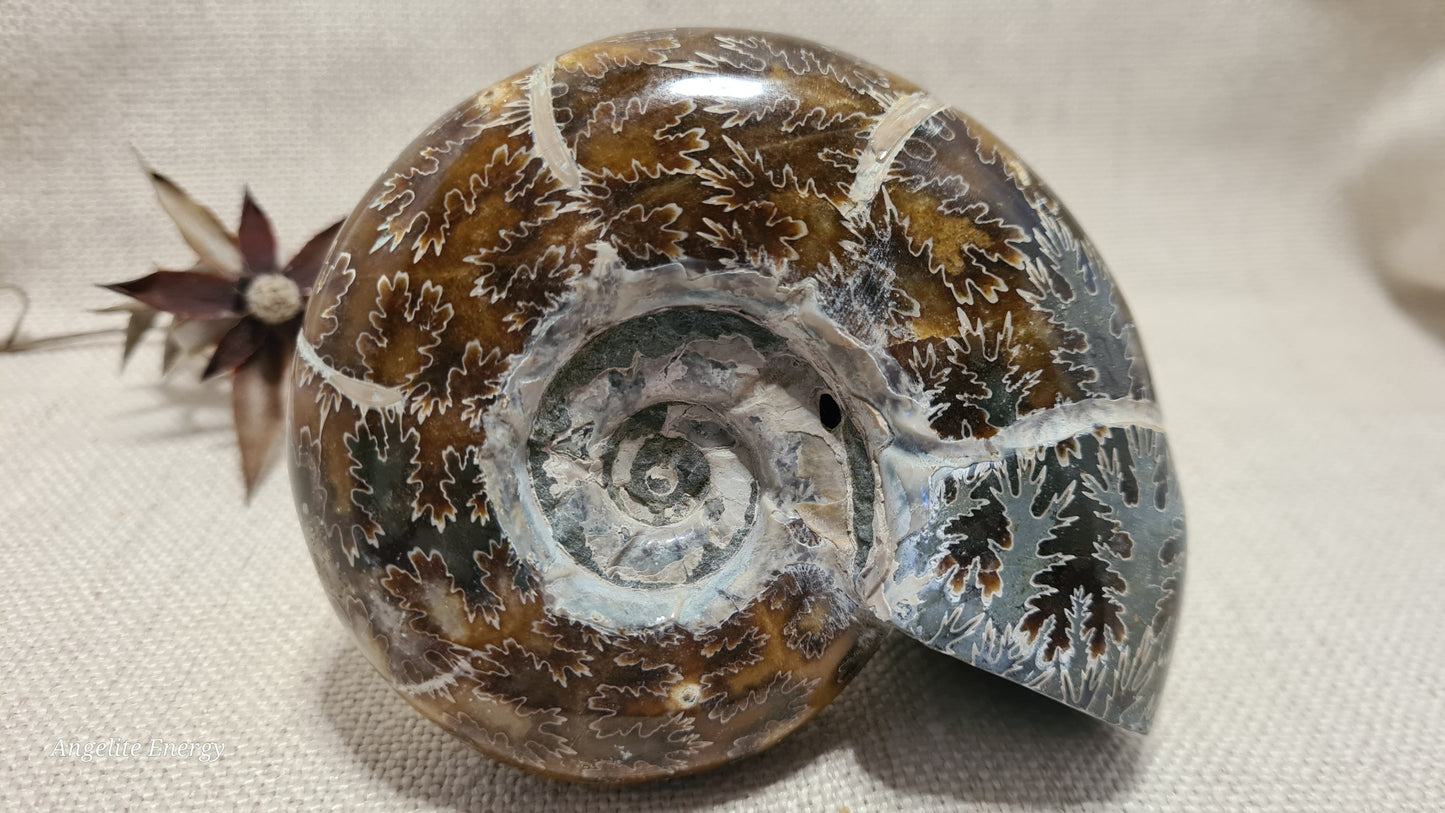 FOSSIL - Ammonite (large)