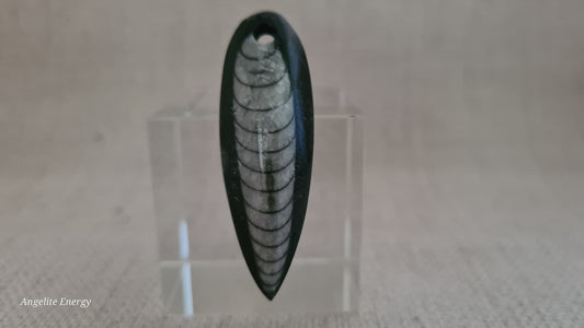 Pendant - Orthoceras Fossil