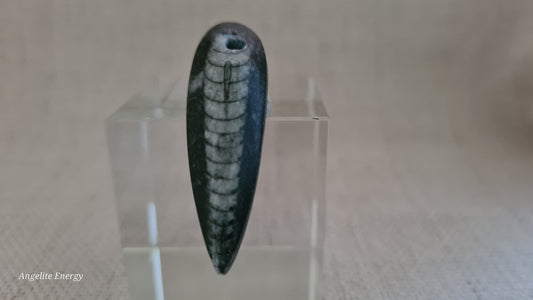 Pendant - Orthoceras Fossil