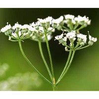 Essential Oil floral reference - Aniseed