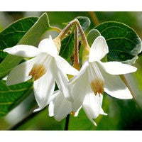 Essential Oil floral reference- Benzoin