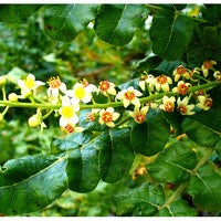 Essential Oil floral reference - Frankincense Serrata