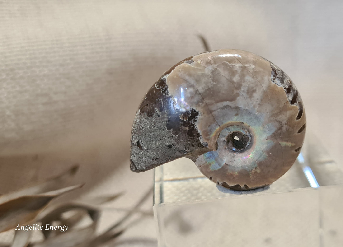 FOSSIL - Ammonite (xs)