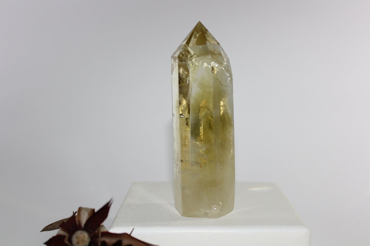 Generator - Citrine - med/lge