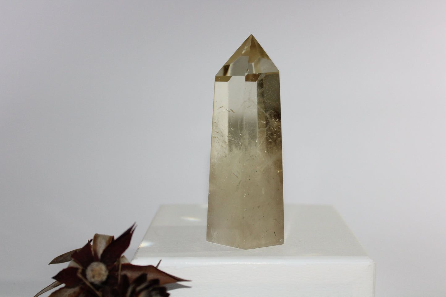 Generator - Citrine - med/lge