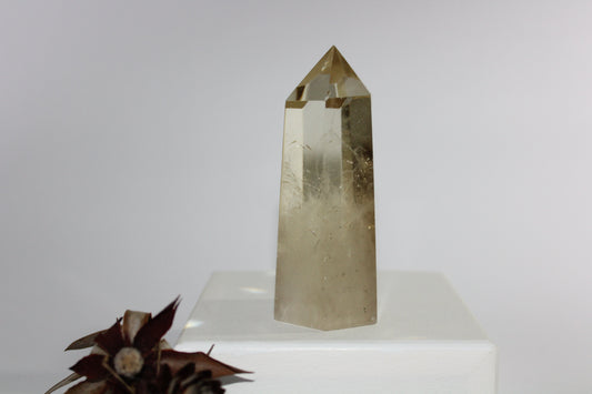 Generator - Citrine - med/lge