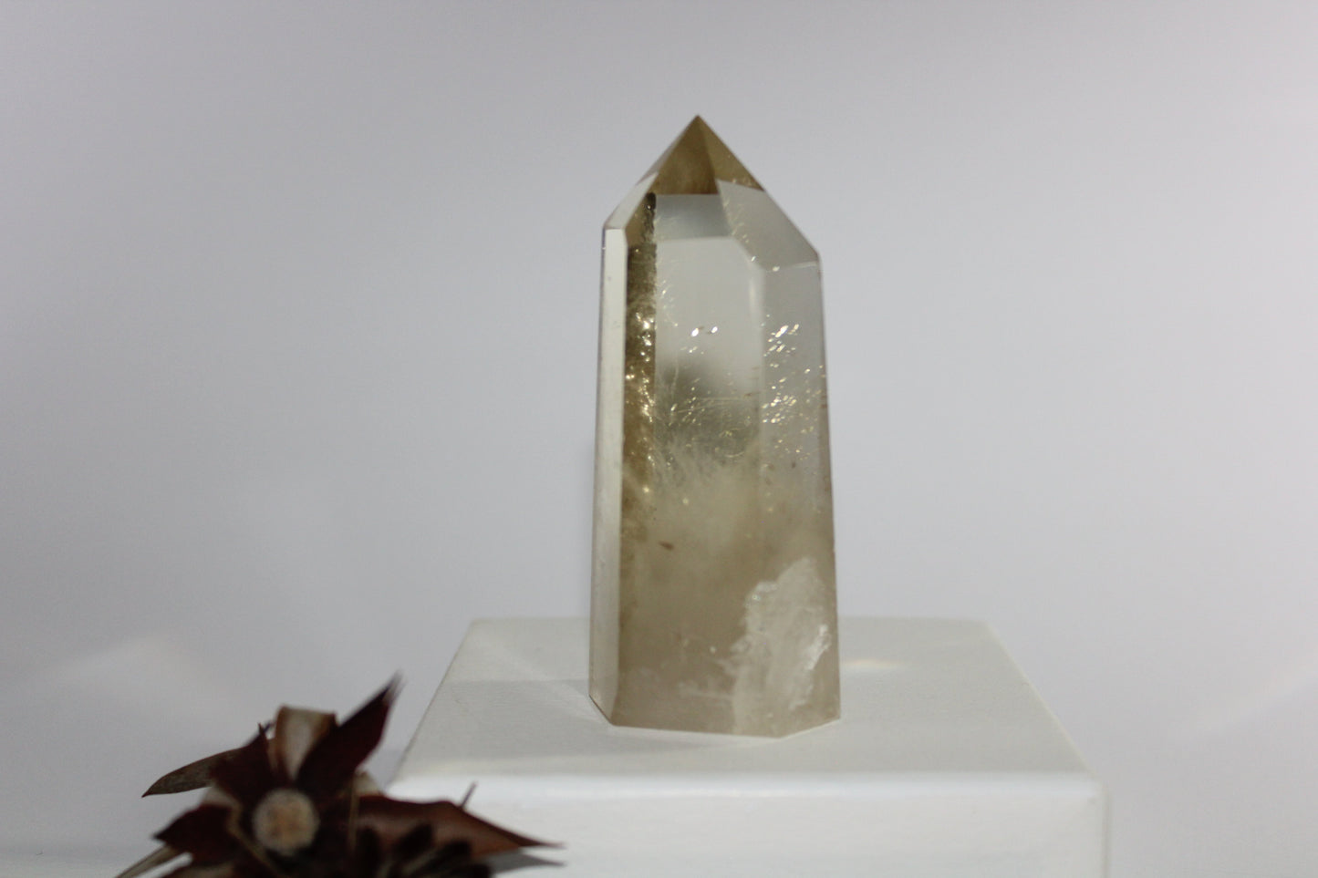 Generator - Citrine - med/lge