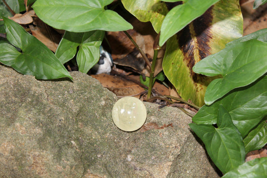 Sphere - Calcite - Honey - sml