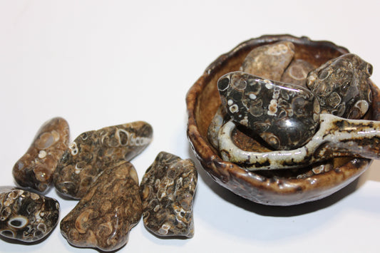 Tumbled - Turritella Fossil - A+ - med
