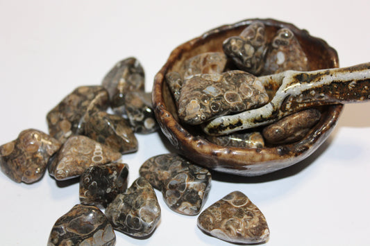 Tumbled - Turritella Fossil - A+ - sml