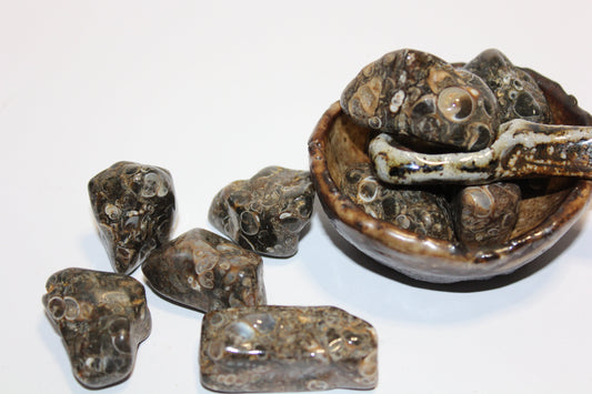 Tumbled - Turritella Fossil - A+ - lge