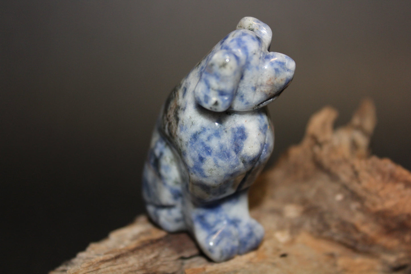 Animals - Dog - Sodalite